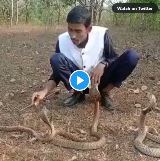 Snake video