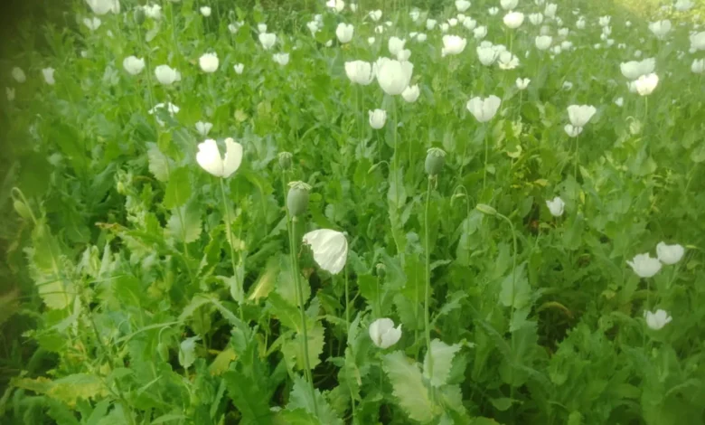 Opium Plants