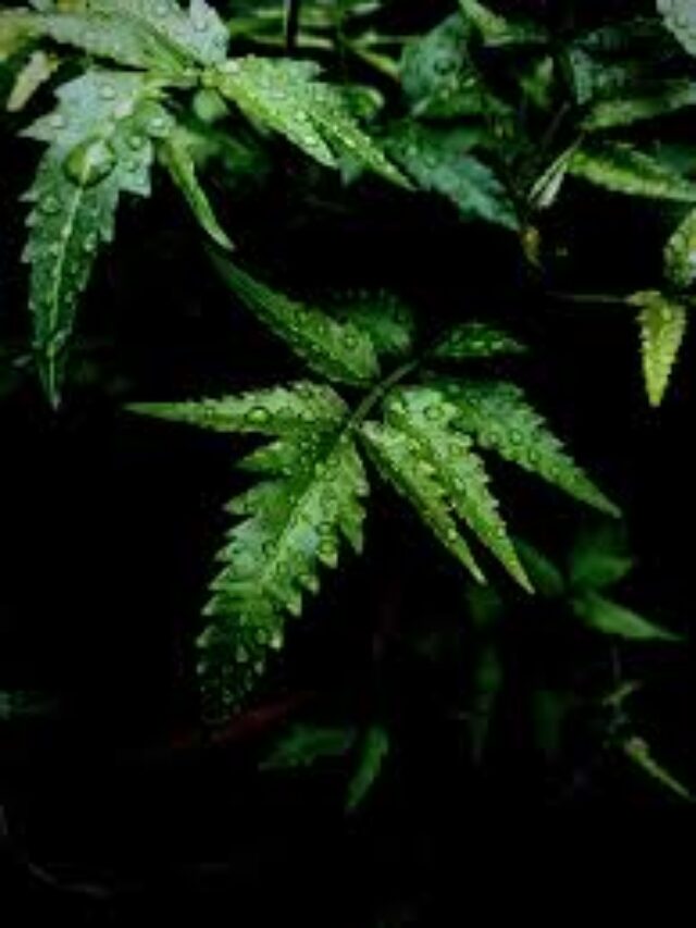 BENEFITS OF CHEWING NEEM LEAVES ON AN EMPTY STOMACH IN THE MORNING.