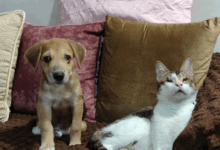 Viral Video